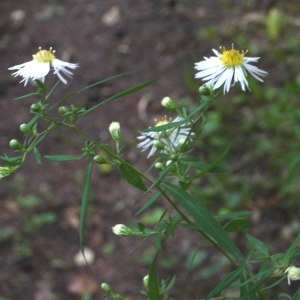 Photographie n°92128 du taxon Aster x salignus Willd. [1803]