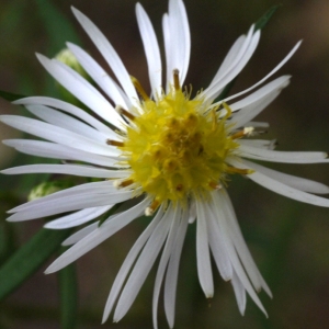 Photographie n°92130 du taxon Aster x salignus Willd. [1803]