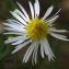  Liliane Roubaudi - Aster x salignus Willd. [1803]