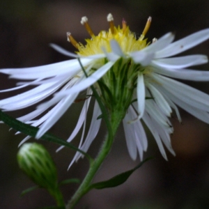 Photographie n°92131 du taxon Aster x salignus Willd. [1803]