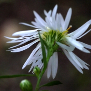 Photographie n°92132 du taxon Aster x salignus Willd. [1803]