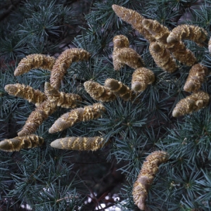 Pinus atlantica Manetti ex Endl. (Cèdre de l'Atlas)