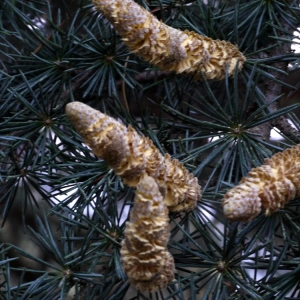 Photographie n°92135 du taxon Cedrus atlantica (Manetti ex Endl.) Carrière [1855]