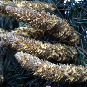 Photographie n°92138 du taxon Cedrus atlantica (Manetti ex Endl.) Carrière [1855]