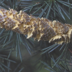 Photographie n°92140 du taxon Cedrus atlantica (Manetti ex Endl.) Carrière [1855]