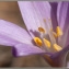  Pierre-Michel BLAIS - Colchicum longifolium Castagne [1845]