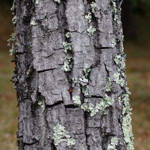 Photographie n°92153 du taxon Sorbus domestica L.