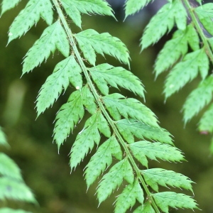 Photographie n°92164 du taxon Polystichum setiferum (Forssk.) T.Moore ex Woyn. [1913]