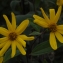  Liliane Roubaudi - Helianthus strumosus L. [1753]