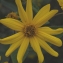  Liliane Roubaudi - Helianthus strumosus L. [1753]