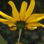  Liliane Roubaudi - Helianthus strumosus L. [1753]