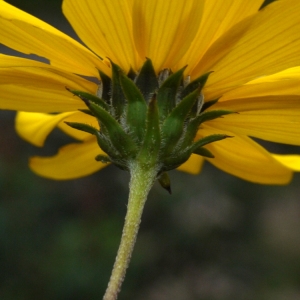 Photographie n°92174 du taxon Helianthus strumosus L. [1753]