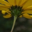  Liliane Roubaudi - Helianthus strumosus L. [1753]