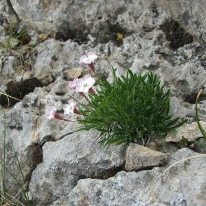 Silene borderei Jord. (Silène de Bordère)