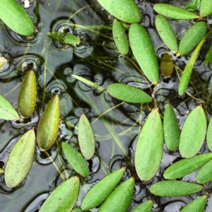 Photographie n°92193 du taxon Luronium natans (L.) Raf. [1840]
