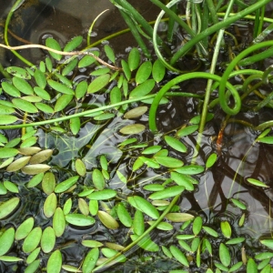 Photographie n°92195 du taxon Luronium natans (L.) Raf. [1840]