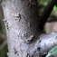  Liliane Roubaudi - Taxus baccata L. [1753]