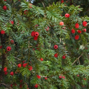 Photographie n°92226 du taxon Taxus baccata L. [1753]