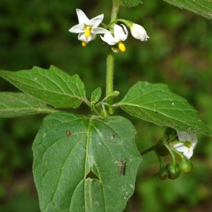 Photographie n°92229 du taxon Solanum nigrum L. [1753]