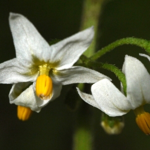 Photographie n°92231 du taxon Solanum nigrum L. [1753]