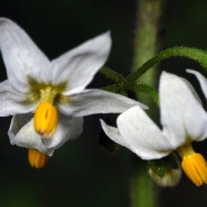 Photographie n°92233 du taxon Solanum nigrum L. [1753]