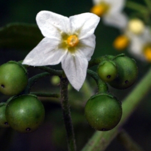 Photographie n°92235 du taxon Solanum nigrum L. [1753]