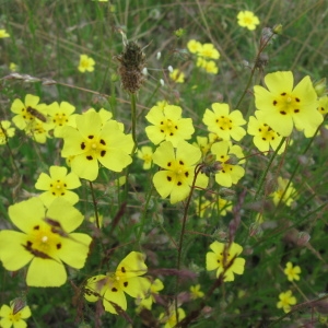 Photographie n°92237 du taxon Helianthemum guttatum (L.) Mill.