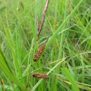 Photographie n°92240 du taxon Carex flacca Schreb.