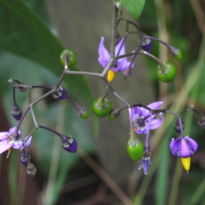 Photographie n°92241 du taxon Solanum dulcamara L. [1753]