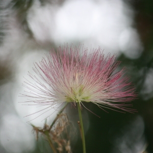 Mimosa julibrissin (Durazz.) Scop. (Albizia)