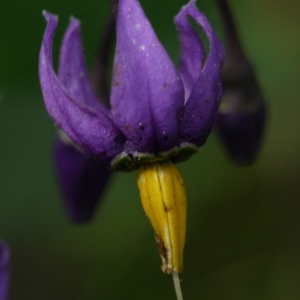 Solanum dulcamara var. palustre Dunal (Douce-amère)