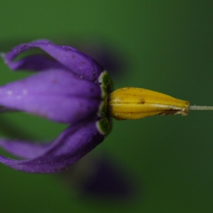 Photographie n°92260 du taxon Solanum dulcamara L. [1753]