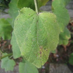 Photographie n°92261 du taxon Alcea rosea L. [1753]