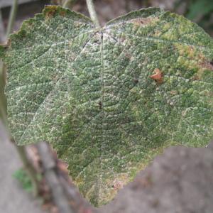 Photographie n°92269 du taxon Alcea rosea L. [1753]