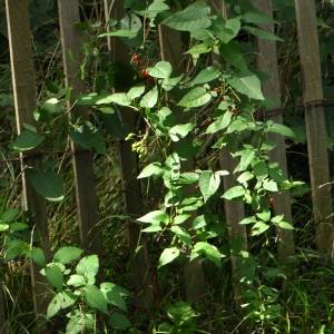 Photographie n°92275 du taxon Solanum dulcamara L. [1753]