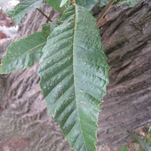 Photographie n°92277 du taxon Castanea sativa Mill. [1768]