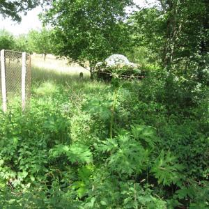 Photographie n°92287 du taxon Heracleum mantegazzianum Sommier & Levier