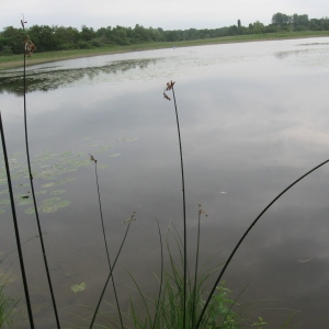 Photographie n°92292 du taxon Scirpus lacustris L.