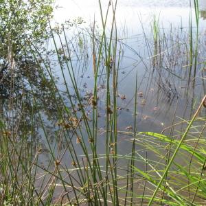 Photographie n°92295 du taxon Juncus effusus L.