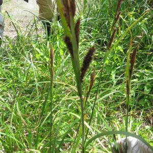 Photographie n°92300 du taxon Carex riparia Curtis