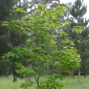 Photographie n°92302 du taxon Acer japonicum Thunb. [1784]