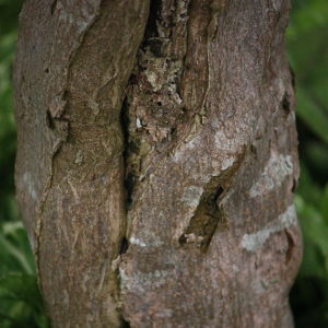 Photographie n°92303 du taxon Acer japonicum Thunb. [1784]