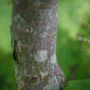 Photographie n°92304 du taxon Acer japonicum Thunb. [1784]