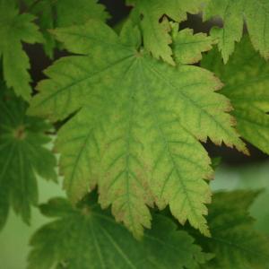 Photographie n°92306 du taxon Acer japonicum Thunb. [1784]