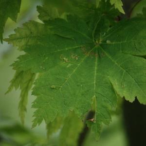 Photographie n°92308 du taxon Acer japonicum Thunb. [1784]