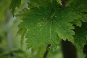 Hervé GOËAU, le 24 mai 2012 (Vincennes (Parc Floral))
