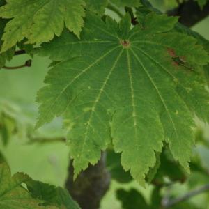  - Acer japonicum Thunb. [1784]