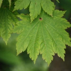  - Acer japonicum Thunb. [1784]