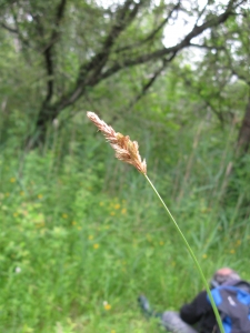 Dominique Remaud, le 18 juin 2012 (Azay-le-Ferron (parc du château))