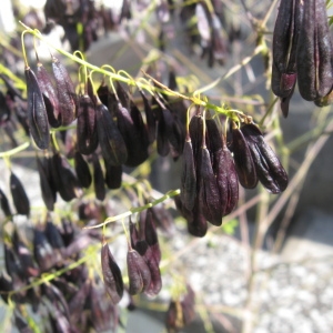 Photographie n°92328 du taxon Isatis tinctoria L.